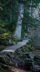 Chemin de bois - Lac de Gerardmer