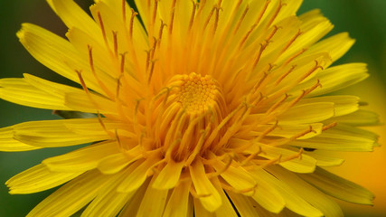 Beautiful yellow flower closeup