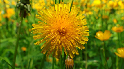 Beautiful yellow flower