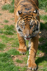 An approaching Bengal tiger