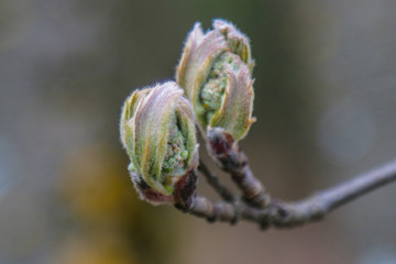 Small branch with young twigs in spring.