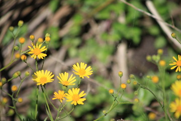 Flowers in the field