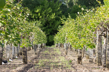 Champ d'arbres fruitiers