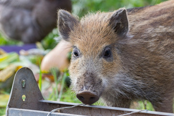 Jeune sanglier de face dans un potager avec mangeoire