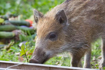 Jeune sanglier dans un potager
