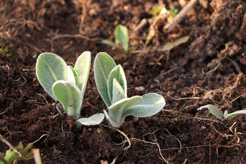 Planting a young seedling in the fresh land in the spring. Processing and care of the plant, growing a new crop.