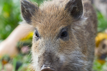 Portrait jeune sanglier