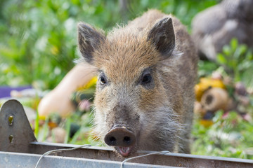 Jeune sanglier qui mange avec légumes en arrière plan