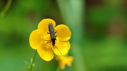 Beetle on yellow flower