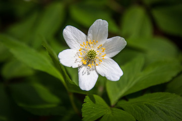 Obraz premium Wild white flowers in a forest in spring