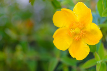 Close up of a beautiful yellow hypericum flower