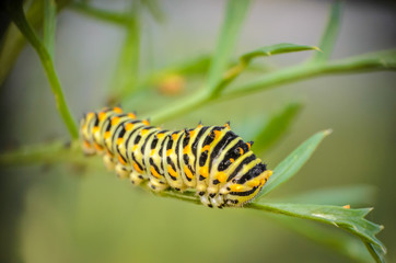 Close up of an isolated caterpillar on a flower