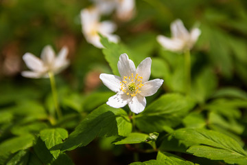 Wild white flowers in a forest in spring