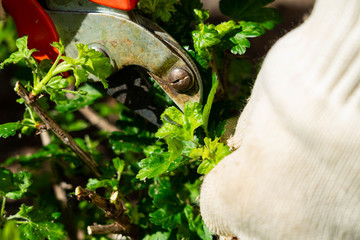woman hands with gardening gloves cuts a gooseberry bush and removes plant pests