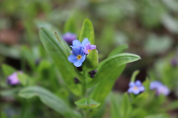 Frühlimgsblumen