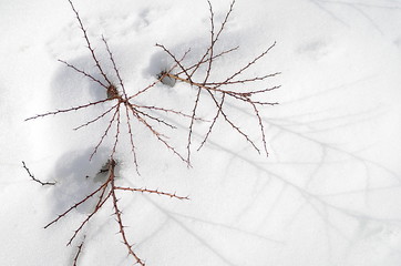 Spring in a garden, plants on white