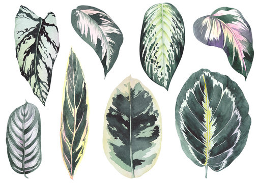 Tropical calathea leaves. Watercolor on white background. Isolated elements for design.