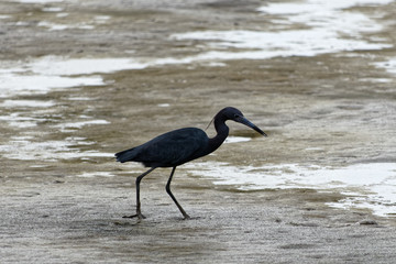 Aigrette bleue dans le sable à marée basse de l'océan en Guyane française