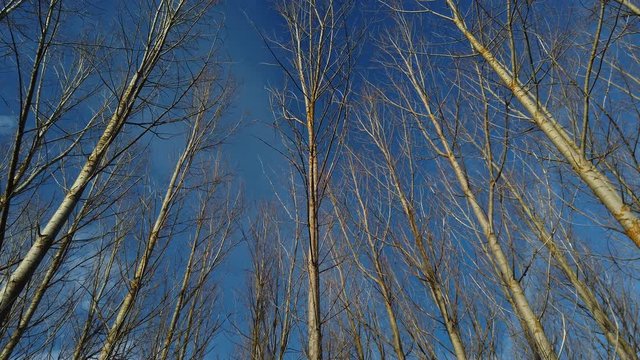 POPULUS - CHOPO, Cervera de Pisuerga, Monta&ntilde;a Palentina, Palencia, Castilla y Leon, Spain, Europe