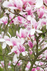 Magnolia - Big pinkish flowers outdoors in nature.