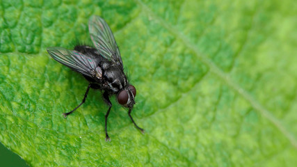 Fly on green background
