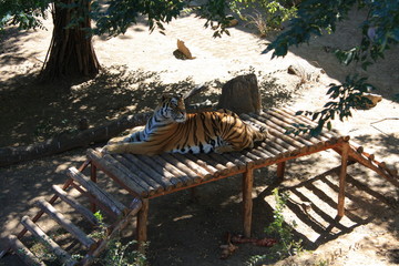 tiger on a wooden bridge