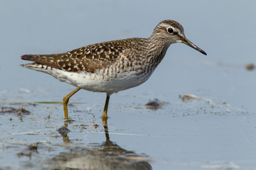 Bruchwasserläufer suchend an der Uferzone