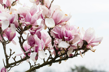 Obraz premium Magnolia - pinkish flowers on the tree.