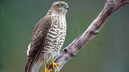 Hawk on a branch looking for prey