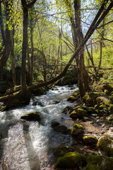 Obraz premium small mountain stream