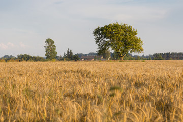 Wheat field in autumn with oak at horizont