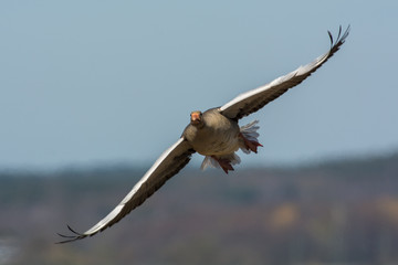  Flying Grey goose 