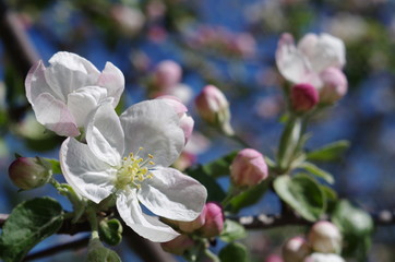 Apple tree blooming