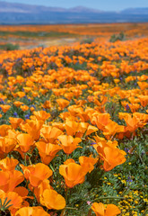 Vertical Image Bright Orange California Poppy Flowers Close Up