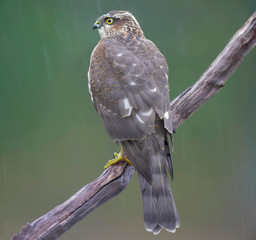 Hawk sitting on a branch