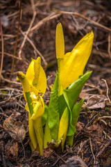 Spring Flowers of the Wetland - Skunk Cabbage