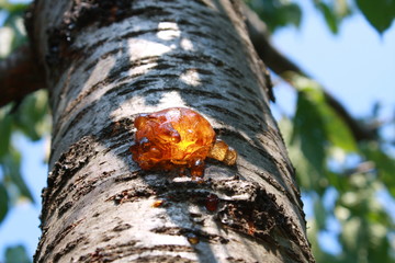 Resin  blemish on a tree