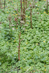 Bohemian Bamboo - a growth growing in nature.