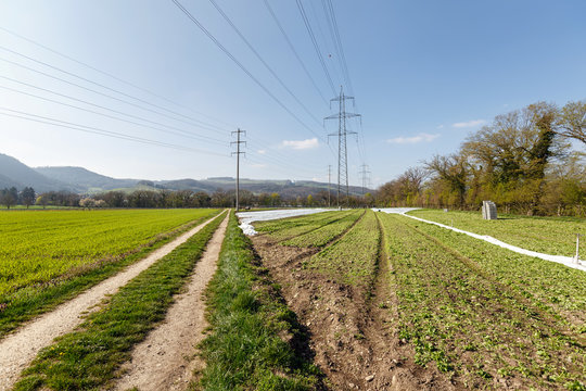 View of the spring fields near the village of Villigen, Switzerland, Europe.