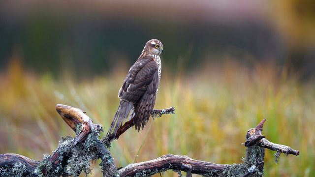 Hawk sitting on a fallen tree
