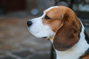 portrait of a beagle