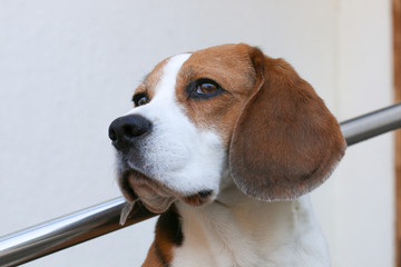 portrait of a beagle in front of white background
