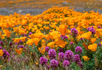 Bright orange and purple field of poppies and owls clover wildflowers - 263778160