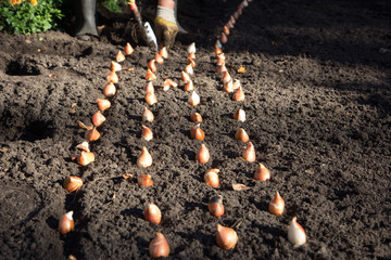 workers planted flower bulbs in town park