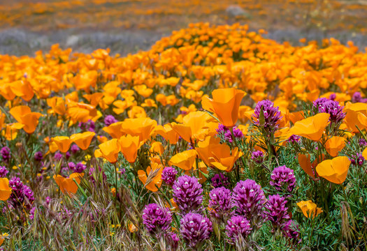 Bright orange and purple field of poppies and owls clover wildflowers