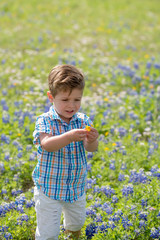 Young Toddler Boy Picking Flowers in Field of Blue Bonnets in Texas