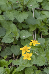 Caltha - yellow flower on the plant.