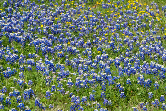 Field Of Blue Bonnet Flowers Outside Of San Antonio, Texas In 2019