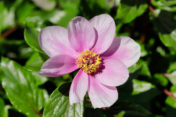Close-up of pastel rosa peony (paeony) flower in the spring garden