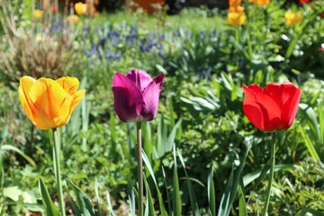 Garten Frühling Ostern Garten Blumenbeet